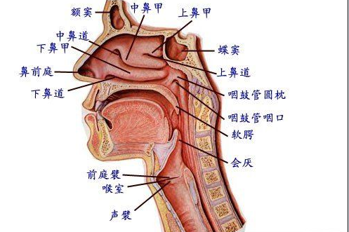 鼻中隔偏曲有什么危害